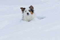 Australian shepherd dog lying down in snow, Colorado, USA