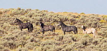 Mustangs / Wild Horses, four horses standing on hillside, Adobe Town herd, Wyoming, USA