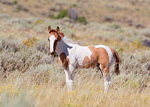 Mustang / Wild Horse, pinto foal, Sand wash basin herd, Colorado, USA