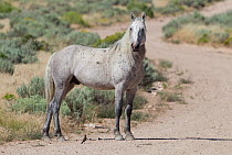 Mustang / Wild Horse, grey stallion on track, Sand wash basin herd, Colorado, USA