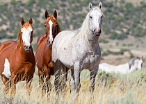 Mustang / Wild Horse, one grey and two pinto horses, Sand wash basin herd, Colorado, USA