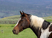 Horse on ranch, pinto colouration, Jackson Hole, Wyoming, USA