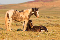 Wild horses / Mustangs, two resting, one standing one lying down, McCullough Peaks, Wyoming, USA