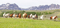 Herd of horses running over pastureland on ranch, Jackson Hole, Wyoming, USA, July 2011