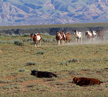 Wild horses / Mustangs, herd passing resting cattle, McCullough Peaks, Wyoming, USA
