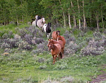 Herd of horses emerging in line from woodland on ranch, Jackson Hole, Wyoming, USA, July 2011