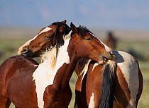 Wild horses / Mustangs, two pintos, mutual grooming, McCullough Peaks, Wyoming, USA