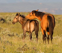Wild horses / Mustangs, mare and foal, McCullough Peaks, Wyoming, USA