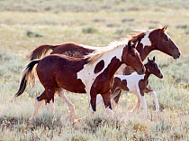Wild horses / Mustangs, two pintos and a foal, McCullough Peaks, Wyoming, USA