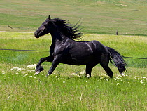 Friesian horse, stallion running, Livingston, Montana, USA