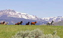 Herd of horses on ranch with mountains in background, Jackson Hole, Wyoming, USA, June 2011