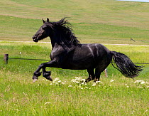 Friesian horse, black stallion running in field, Livingston, Montana, USA