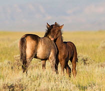 Wild horses / Mustangs, two mutual grooming, McCullough Peaks, Wyoming, USA