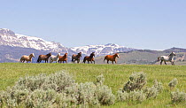 RF- Herd of horses on ranch with mountains. Jackson Hole, Wyoming, USA. July 2011. (This image may be licensed either as rights managed or royalty free.)