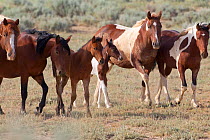 Wild horses / Mustangs, herd with foals, McCullough Peaks, Wyoming, USA