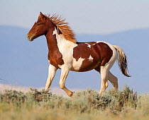 Wild horses / Mustangs, pinto horse, McCullough Peaks, Wyoming, USA