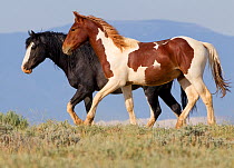 Wild horses / Mustangs, black and pinto walking together, McCullough Peaks, Wyoming, USA