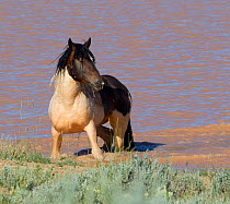 Wild horses / Mustangs, horse cooling in water, McCullough Peaks, Wyoming, USA