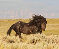 Wild horses / Mustangs, black stallion, McCullough Peaks, Wyoming, USA
