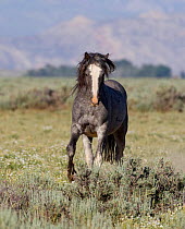 Wild horses / Mustangs, juvenile grey, McCullough Peaks, Wyoming, USA