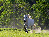 Gray horse running on ranch, Jackson Hole, Wyoming, USA