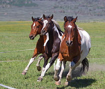 Three pinto horses running on ranch, Jackson Hole, Wyoming, USA