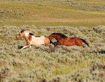 Wild horses / Mustangs, bay chasing and biting a pinto, McCullough Peaks, Wyoming, USA