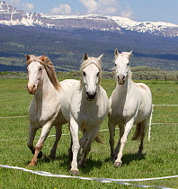 Three grey horses on ranch, Jackson Hole, Wyoming, USA