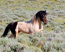Wild horses / Mustangs, pinto stallion, McCullough Peaks, Wyoming, USA