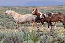 Wild horses / Mustangs, males sniffing female, McCullough Peaks, Wyoming, USA