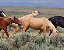 Wild horses / Mustangs, males following female in oestrus, McCullough Peaks, Wyoming, USA