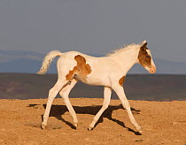 Wild horses / Mustangs, pinto foal walking, McCullough Peaks, Wyoming, USA