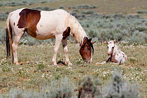 Wild horses / Mustangs, mare grazing beside resting foal, McCullough Peaks, Wyoming, USA