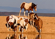 Wild horses / Mustangs, group of pinto horses at water, McCullough Peaks, Wyoming, USA