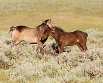 Wild horses / Mustangs, two foals interacting, McCullough Peaks, Wyoming, USA