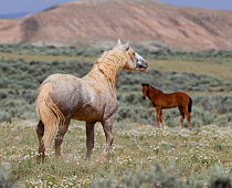 Wild horses / Mustangs, adult and juvenile, McCullough Peaks, Wyoming, USA