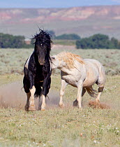 Wild horses / Mustangs, grey stallion chasing off a pinto stallion, McCullough Peaks, Wyoming, USA