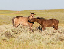 Wild horses / Mustangs, two foals interacting, McCullough Peaks, Wyoming, USA