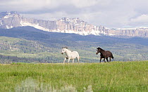 Horses on ranch with mountains in background, Jackson Hole, Wyoming, USA, July 2011