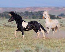 Wild horses / Mustangs, grey stallion chasing pinto stallion, McCullough Peaks, Wyoming, USA