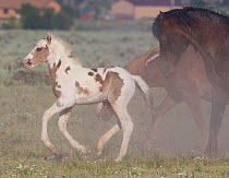 Wild horses / Mustangs, foal in herd, McCullough Peaks, Wyoming, USA