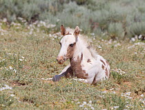 Wild horses / Mustangs, foal resting, McCullough Peaks, Wyoming, USA