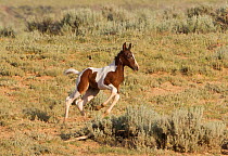 Wild horses / Mustangs, pinto foal running, McCullough Peaks, Wyoming, USA