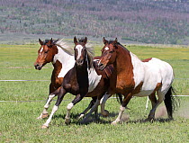 Herd of horses on ranch, three pintos running, Jackson Hole, Wyoming, USA