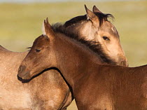 Wild horses / Mustangs, two foals mutual grooming, McCullough Peaks, Wyoming, USA