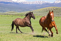 Horses on ranch, two horses running, Jackson Hole, Wyoming, USA