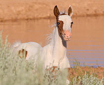 Wild horses / Mustangs, pinto foal near water, McCullough Peaks, Wyoming, USA