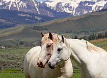 Horses on ranch, two greys with mountains in background, Jackson Hole, Wyoming, USA