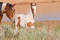 Wild horses / Mustangs, pinto mare and foal, McCullough Peaks, Wyoming, USA