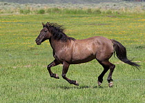 Horse on ranch, galloping, Jackson Hole, Wyoming, USA